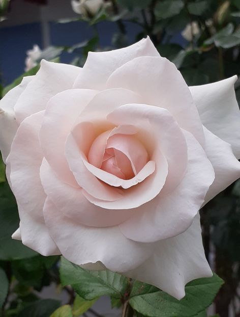  - Swan Lake 2021 - 2022- 2023 - 2024