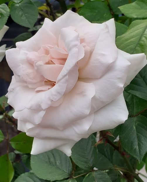  - Swan Lake 2021 - 2022- 2023 - 2024