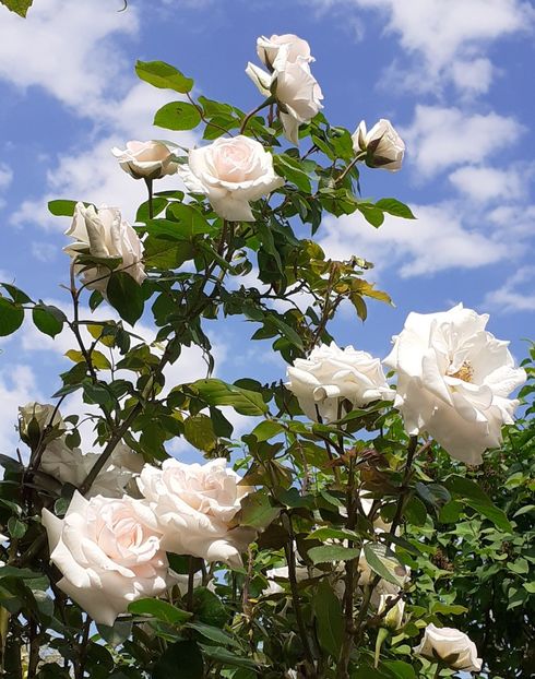  - Swan Lake 2021 - 2022- 2023 - 2024