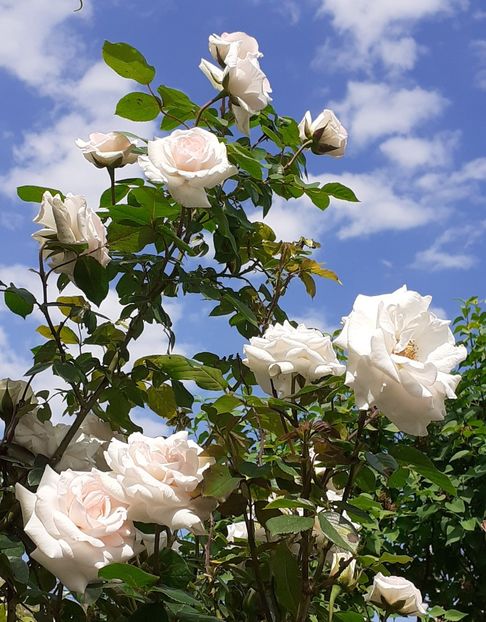  - Swan Lake 2021 - 2022- 2023 - 2024