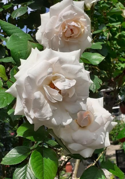  - Swan Lake 2021 - 2022- 2023 - 2024