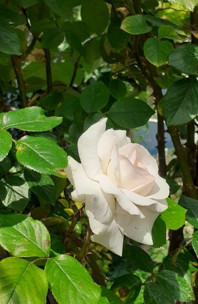  - Swan Lake 2021 - 2022- 2023 - 2024