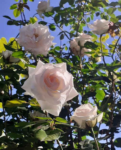  - Swan Lake 2021 - 2022- 2023 - 2024