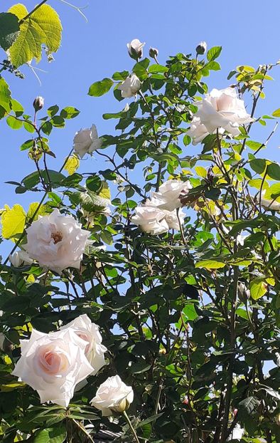  - Swan Lake 2021 - 2022- 2023 - 2024