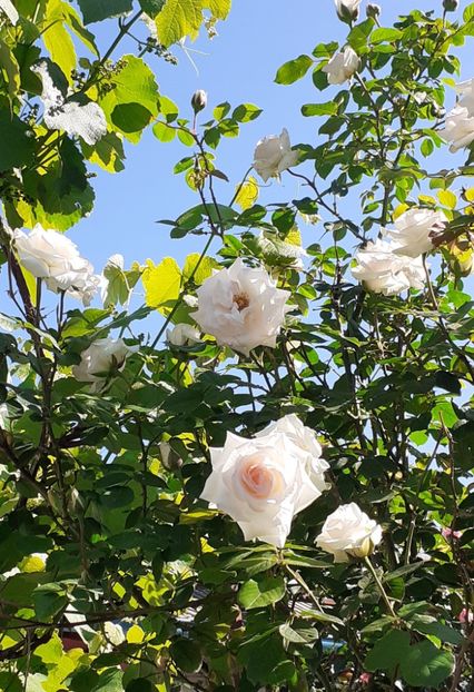  - Swan Lake 2021 - 2022- 2023 - 2024