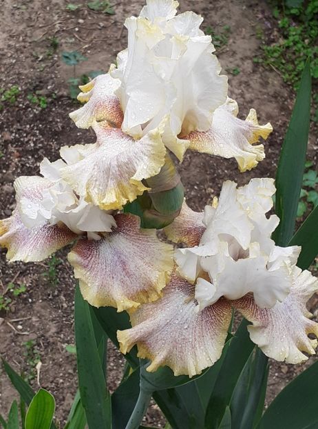  - MAI - luna lui FLORAR