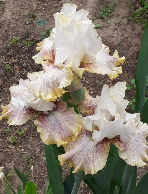  - MAI - luna lui FLORAR