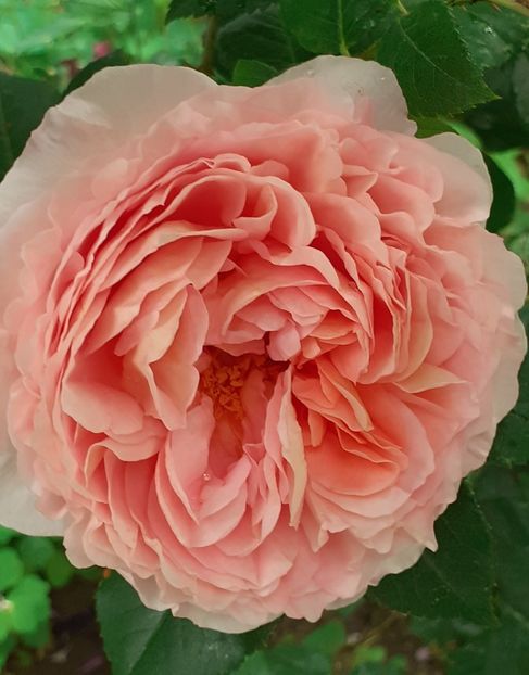  - MAI - luna lui FLORAR