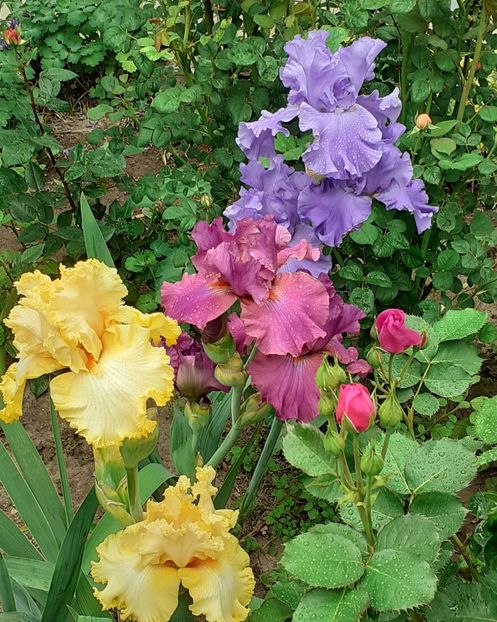  - MAI - luna lui FLORAR