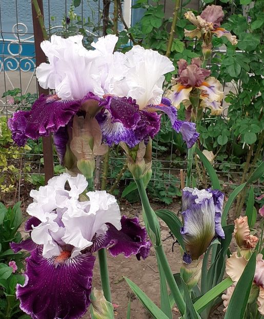  - MAI - luna lui FLORAR