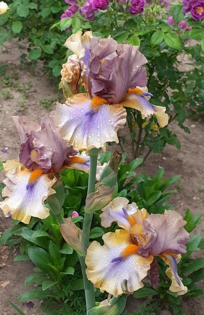  - MAI - luna lui FLORAR