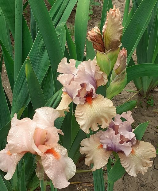  - MAI - luna lui FLORAR
