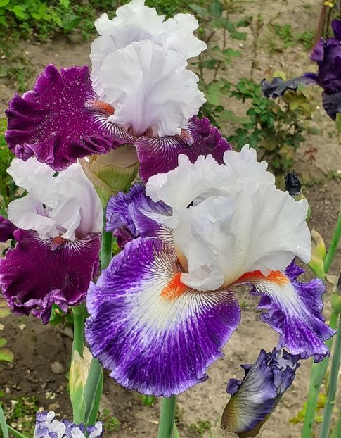 - MAI - luna lui FLORAR