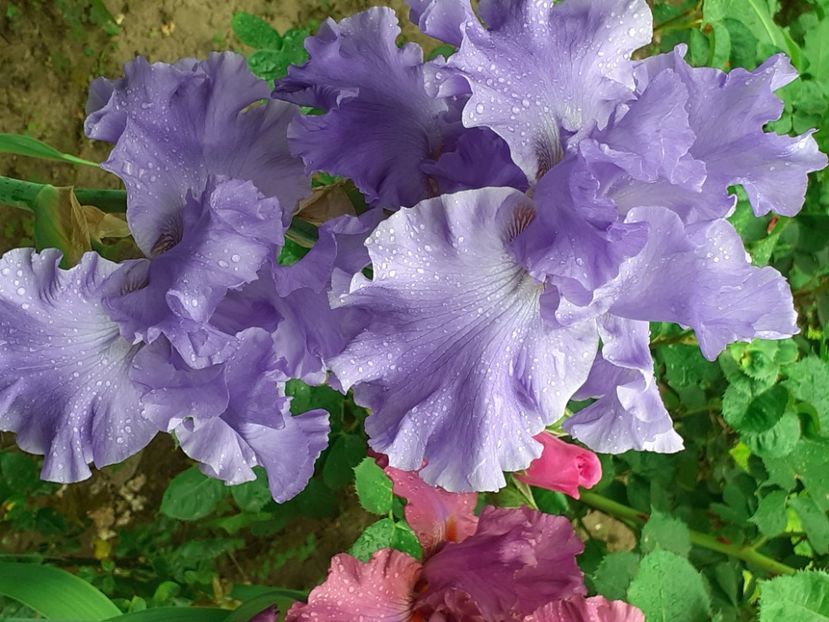  - MAI - luna lui FLORAR