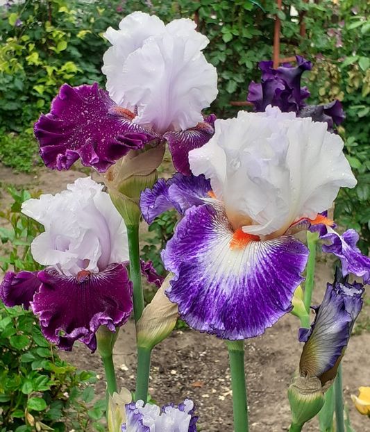  - MAI - luna lui FLORAR