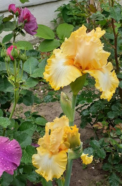  - MAI - luna lui FLORAR