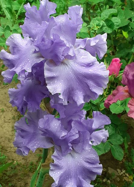  - MAI - luna lui FLORAR