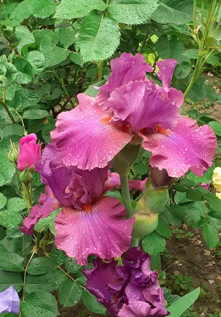  - MAI - luna lui FLORAR