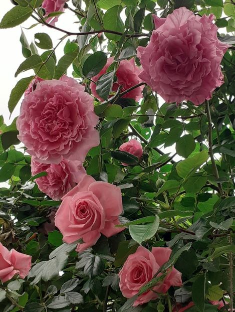  - MAI - luna lui FLORAR