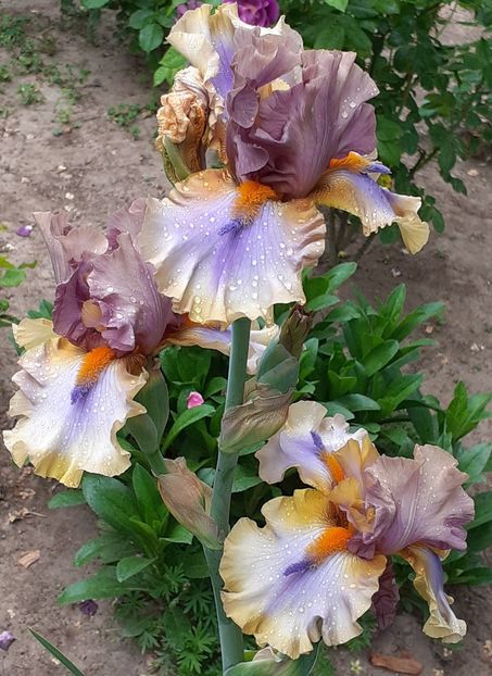  - MAI - luna lui FLORAR