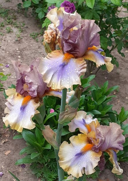  - MAI - luna lui FLORAR