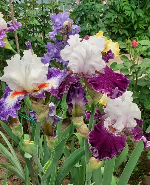  - MAI - luna lui FLORAR