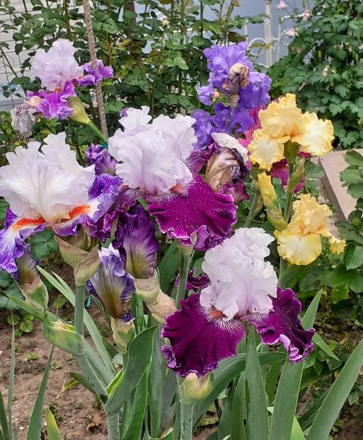  - MAI - luna lui FLORAR