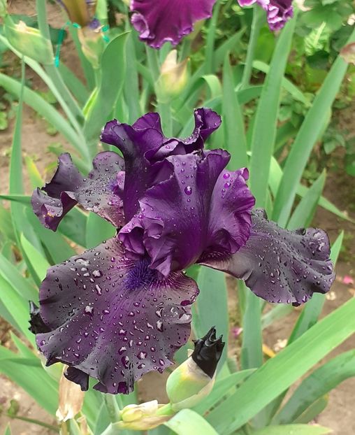  - MAI - luna lui FLORAR