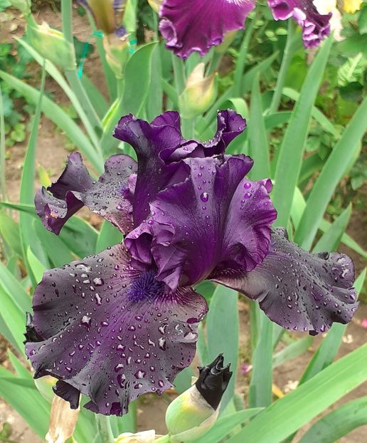  - MAI - luna lui FLORAR