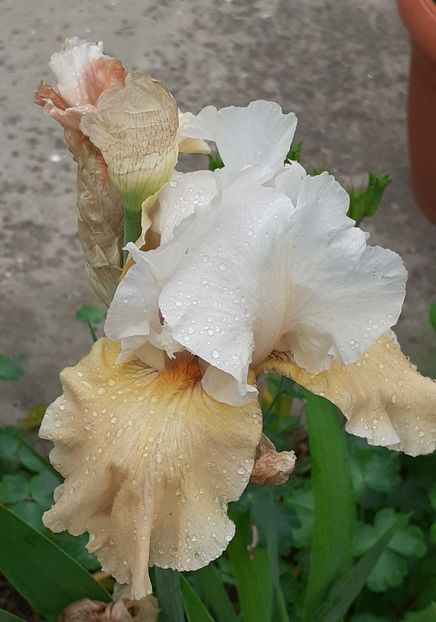  - MAI - luna lui FLORAR