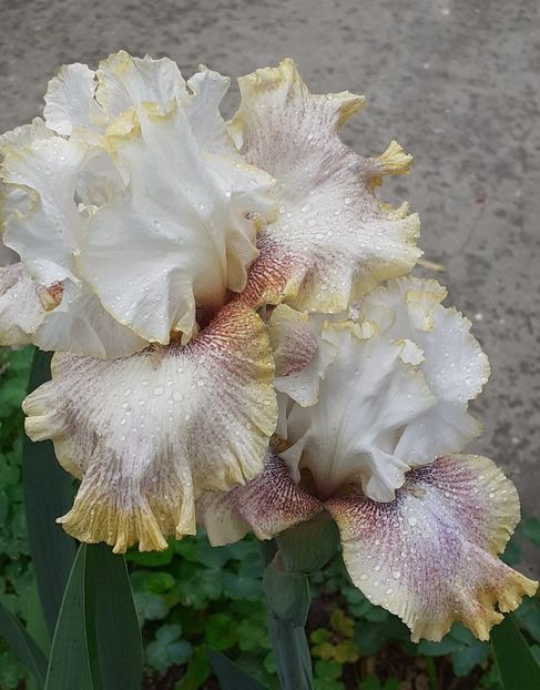  - MAI - luna lui FLORAR