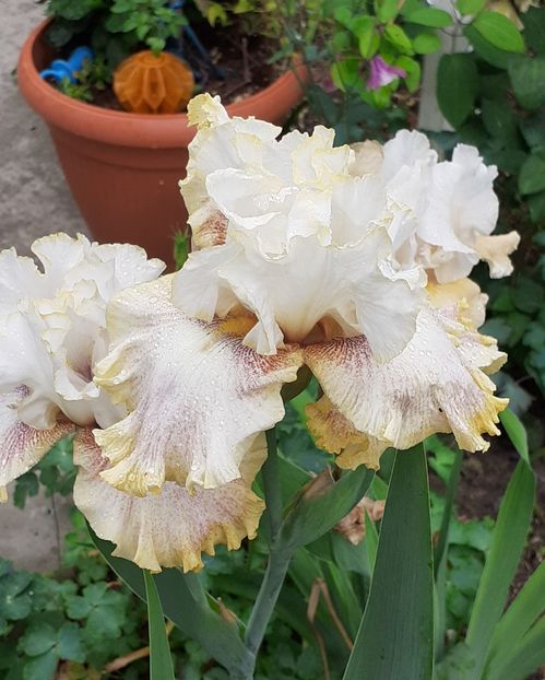  - MAI - luna lui FLORAR