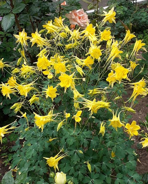  - MAI - luna lui FLORAR