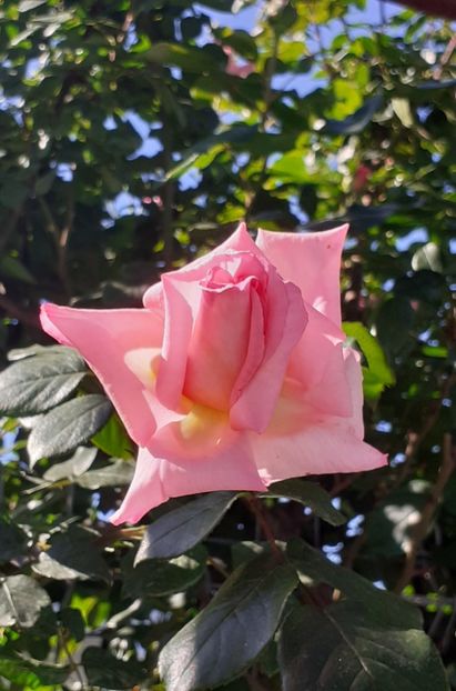  - MAI - luna lui FLORAR