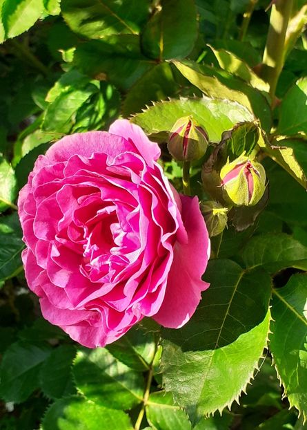  - MAI - luna lui FLORAR