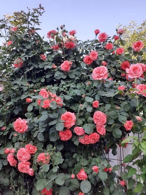  - Dee dee bridgewater urcator -Meilland