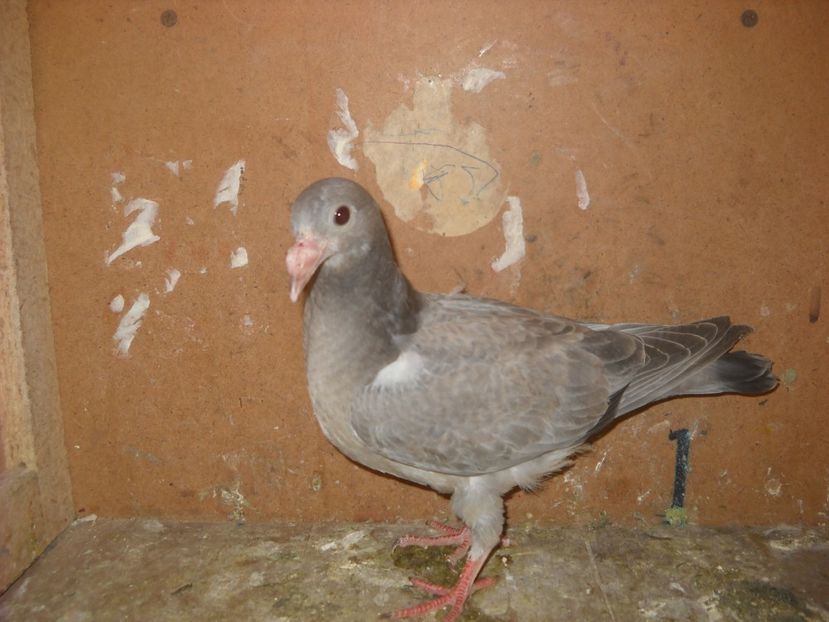  - UNDEVA IN SUCEAVA arhiva