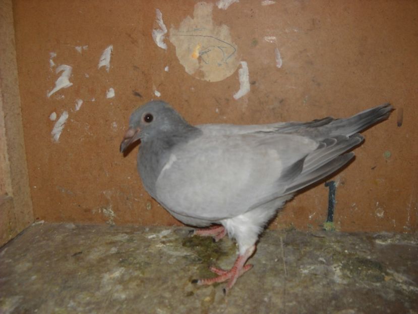  - UNDEVA IN SUCEAVA arhiva