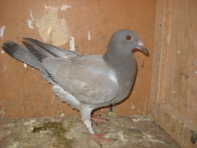  - UNDEVA IN SUCEAVA arhiva