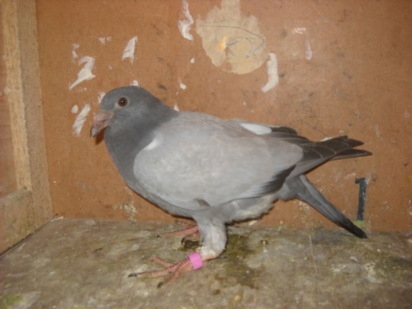  - PORUMBEI VANDUTI 2