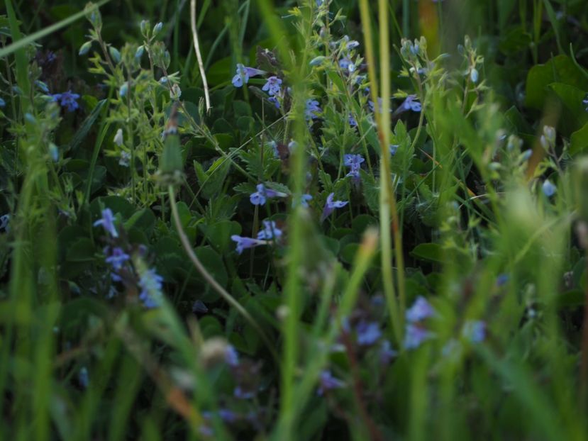  - Pilgrimages into the flower world