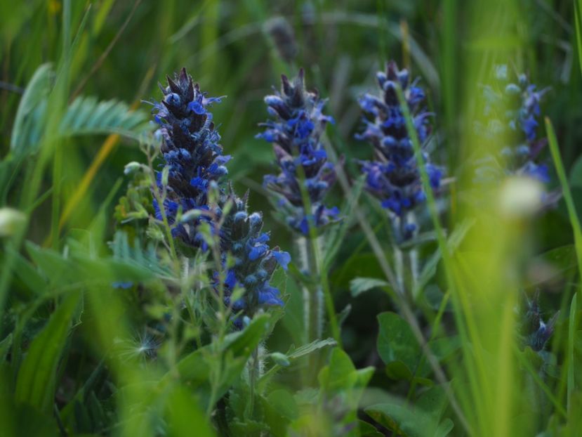  - Pilgrimages into the flower world