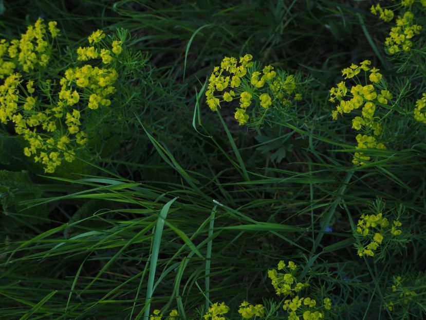  - Pilgrimages into the flower world