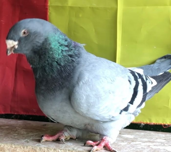 Vanduta - Femele pentru 2022