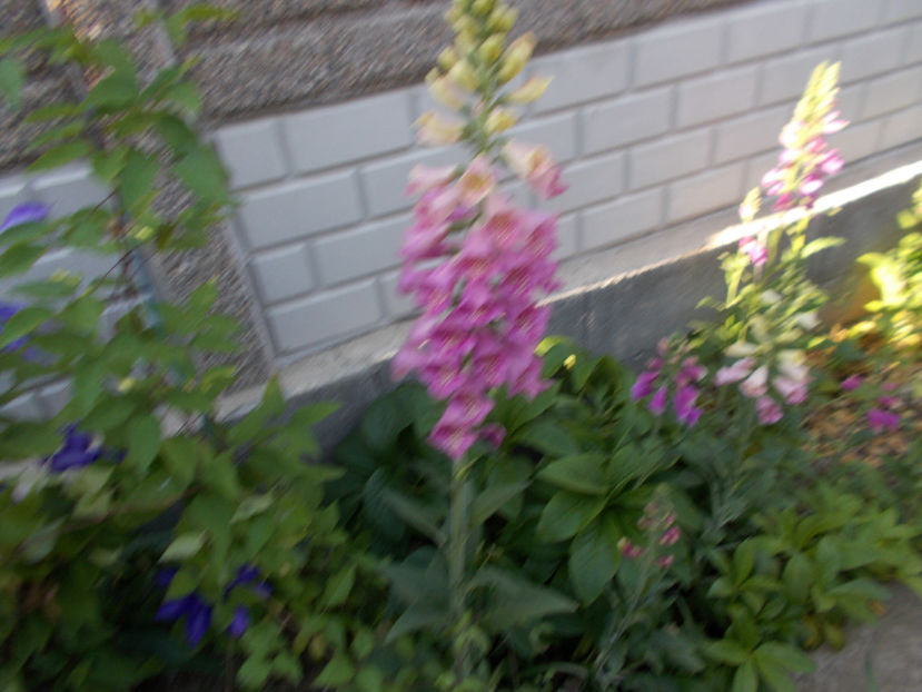  - FLORI DE PRIMAVARA-2021-2022