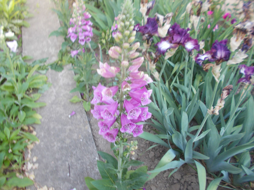  - FLORI DE PRIMAVARA-2021-2022