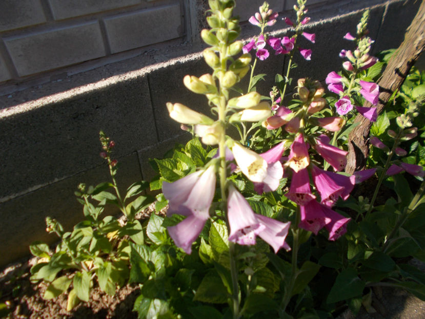  - FLORI DE PRIMAVARA-2021-2022