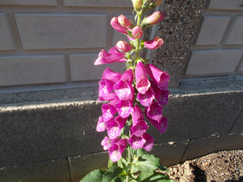  - FLORI DE PRIMAVARA-2021-2022