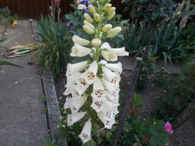  - FLORI DE PRIMAVARA-2021-2022