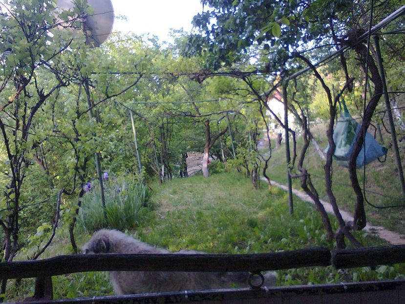 Fotografie6380 - 2022 mai 11 Inceput de vacanță la grădina!